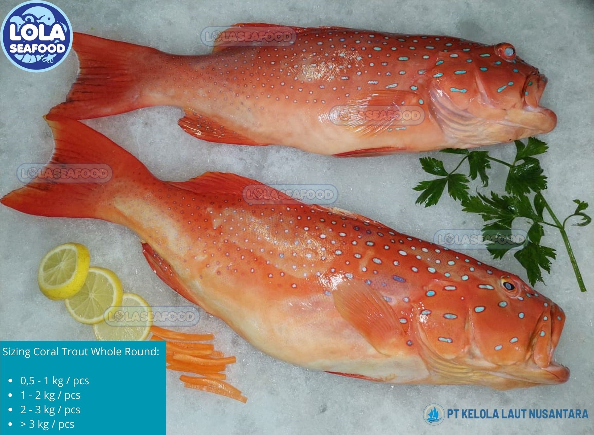 Coral Trout Whole Round